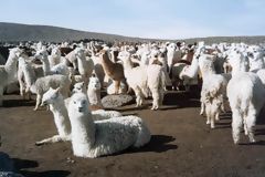 Herd of alpacas