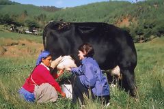 Porcn Farm, Cajamarca