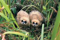 Striped Owls