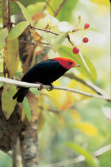 Red-Headed Manakin in Genaro Herrera