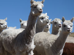 Alpacas