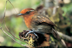 Brown-Crowned Jejenero in Huamanpata