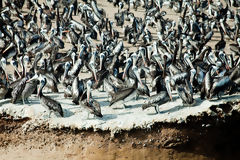 Pelicans