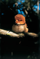 Collared Puffbird in Contaya, Ucayali