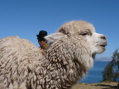 Alpaca