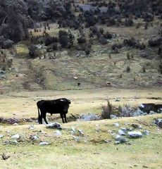 White Cordillera