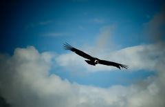 Andean Condor