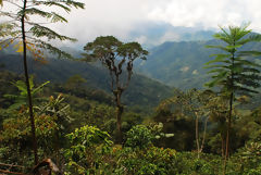 High Jungle Landscape