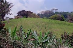 Coca Plantations in Palma Pampa