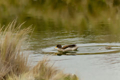 Speckled teal