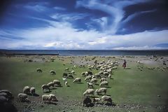 Grazing along the shores of Lake Titicaca