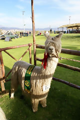 Alpaca Exhibition