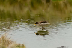 Speckled teal