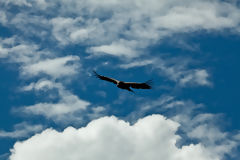 Andean Condor