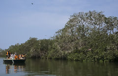 Tourists in the Tumbes Mangroves