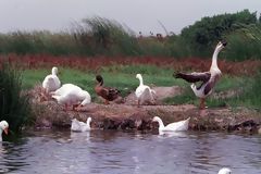 Birds in Pantanos de Villa