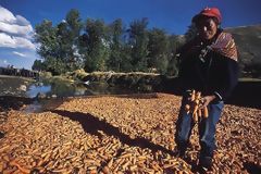 Carrot Harvest in the Mantaro Valley