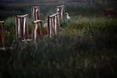 Ventanilla Wetlands