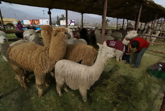 Alpaca Exhibition