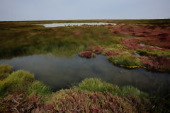 Ventanilla Wetlands