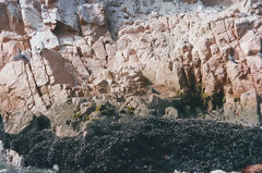 Ballestas, Paracas