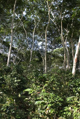 Shade-Grown Coffee Cultivation