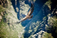 Andean Condor