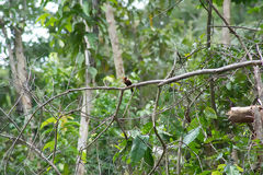 White-Eared Jacamar