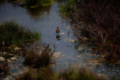 Ventanilla Wetlands