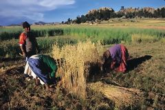 Barley Harvest Near Chucuito