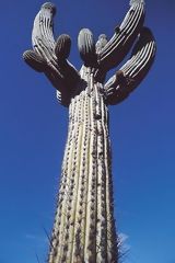 Candelabra cactus