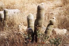 Cactus. White Range