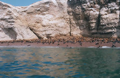 Ballestas, Paracas