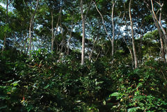 Shade-Grown Coffee Cultivation