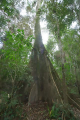 Ceiba Tree