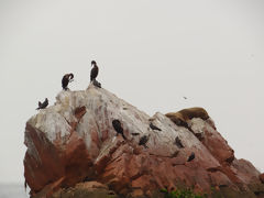 Ballestas, Paracas