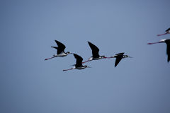 Ventanilla Wetlands