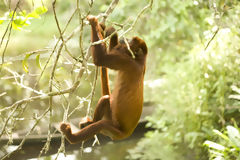 Howler Monkey