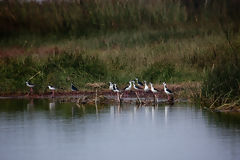 Ventanilla Wetlands