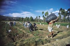 Harvest in Jauja