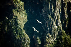 Andean Condors