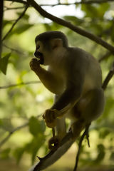 Squirrel Monkey