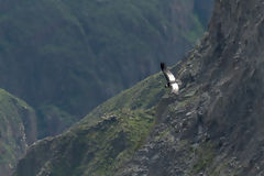 Condor in Colca