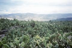 Tuna Cultivation, Ayacucho