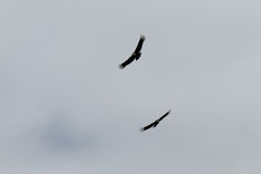 Condors in the Colca Canyon