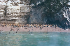 Ballestas, Paracas