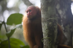 Red-Faced Monkey