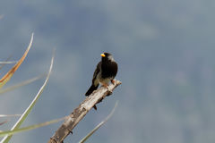 Black-chested Fringilo