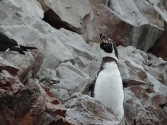 Ballestas, Paracas