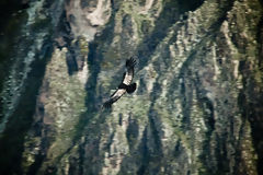 Andean Condor